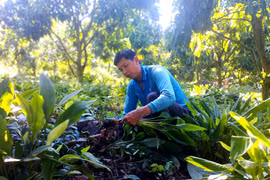 Trồng cây dược liệu dưới tán cây xoài cho hiệu quả kinh tế cao