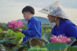 Ra đầm hái sen lúc rạng sáng, mỗi ngày thu tiền triệu