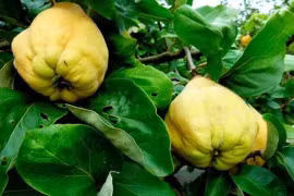 Loại quả vừa chát vừa cứng, hóa ra là đặc sản gần 200.000đ/kg