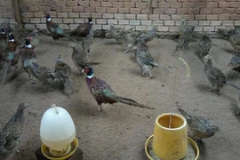 Nuôi chim quý hiếm, nông dân Sóc Trăng thu nhập hơn 20 triệu/tháng