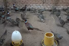 Nuôi chim quý hiếm, nông dân Sóc Trăng thu nhập hơn 20 triệu/tháng