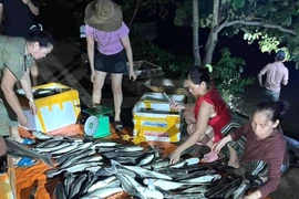 Quảng Trị: Hơn 2,5 tấn cá chết trắng do ngộp thở