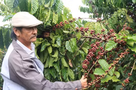 “Lão nông” tỷ phú trồng cà phê năng suất 5 tấn/ha, cả làng bái phục