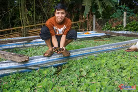 Kỹ sư công nghệ về quê nuôi ốc, thu nhẹ lãi nửa tỷ mỗi năm