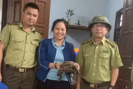 Quảng Bình: Tiếp nhận cá thể rùa núi viền quý hiếm
