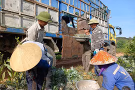 Nông dân ở Nghệ An “may áo” chống nắng cho từng quả dứa