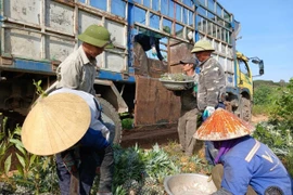 Nông dân ở Nghệ An “may áo” chống nắng cho từng quả dứa