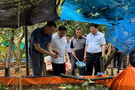 Nông dân Hòa Bình thoát nghèo nhờ nuôi con đặc sản