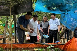 Nông dân Hòa Bình thoát nghèo nhờ nuôi con đặc sản