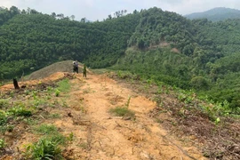 Khởi tố, bắt tạm giam đối tượng phá rừng tự nhiên ở Hà Tĩnh