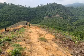 Khởi tố, bắt tạm giam đối tượng phá rừng tự nhiên ở Hà Tĩnh