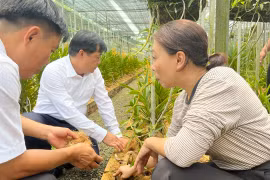 Nông dân Bình Dương thoát nghèo nhờ loài hoa quý tộc