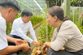 Nông dân Bình Dương thoát nghèo nhờ loài hoa quý tộc