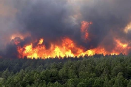 Rừng bạch đàn ở Quảng Bình bốc cháy dữ dội