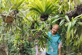 Nông dân Bắc Kạn thoát nghèo nhờ trồng lan rừng, nuôi gà đặc sản