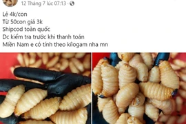 Con 'ngoe nguẩy' bị cấm vẫn được bán công khai, ví như đặc sản