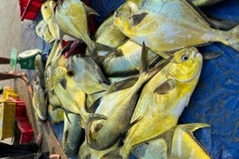 Ngư dân Cẩm Nhượng “trúng đậm” mẻ cá vàng dương hơn 300 triệu