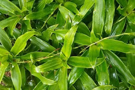 Cây thuốc quý nhưng người dân lại chỉ để làm cảnh trong nhà