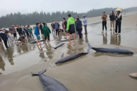 Người dân Hà Tĩnh góp tiền mua cá heo thả về đại dương