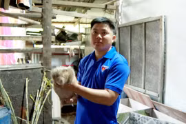 Nông dân Trà Vinh thành công với mô hình heo rừng