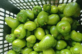 Loại quả ở quê rụng đầy lên thành phố bán 30.000 đồng/kg