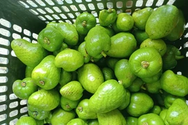 Loại quả ở quê rụng đầy lên thành phố bán 30.000 đồng/kg