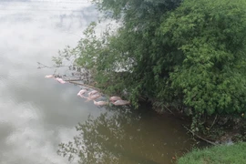 Truy tìm đối tượng vứt hàng chục con lợn chết xuống sông Ngàn Trươi