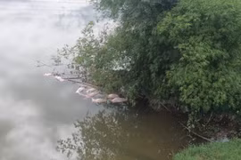 Truy tìm đối tượng vứt hàng chục con lợn chết xuống sông Ngàn Trươi