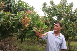 Nông dân Đắk Nông phát tài nhờ cây đặc sản miền Tây