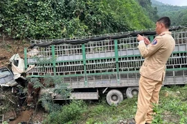 Xe tải chở bò lao xuống vực, tài xế tử vong tại chỗ