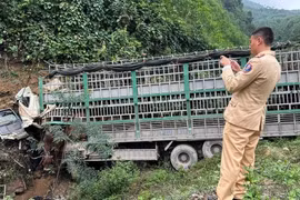 Xe tải chở bò lao xuống vực, tài xế tử vong tại chỗ