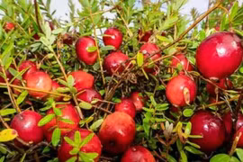 Loại quả lạ ở Trung Quốc về Việt Nam giá tiền triệu/kg