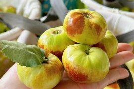 Gần 400 triệu USD nhập rau quả Trung Quốc về Việt Nam