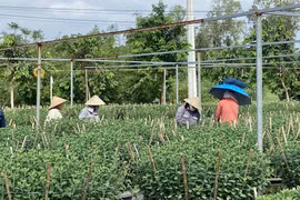 Người dân Đà Nẵng tất bật chăm sóc, chuẩn bị mùa hoa Tết