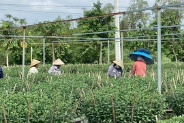 Người dân Đà Nẵng tất bật chăm sóc, chuẩn bị mùa hoa Tết