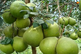 Việt Nam đón thêm tin vui từ thị trường Hàn Quốc