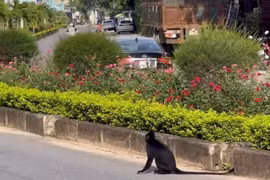 Quảng Bình: Một người dân bất ngờ bị voọc tấn công