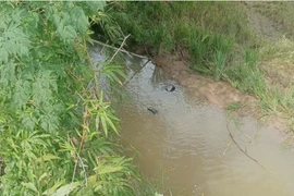 Đi chăn bò, một học sinh ở Quảng Trị đuối nước thương tâm