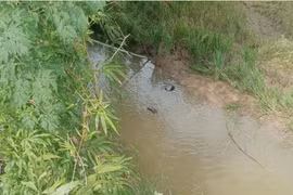 Đi chăn bò, một học sinh ở Quảng Trị đuối nước thương tâm