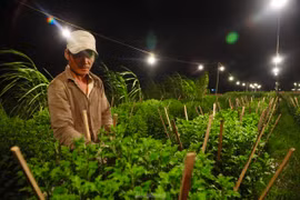 Chong đèn, đánh lừa ‘không cho hoa ngủ’ ở thủ phủ hoa cúc