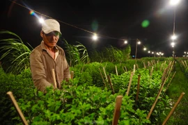 Chong đèn, đánh lừa ‘không cho hoa ngủ’ ở thủ phủ hoa cúc