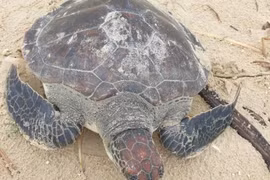 Quảng Trị: Thả cá thể rùa xanh quý hiếm về lại đại dương