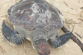 Quảng Trị: Thả cá thể rùa xanh quý hiếm về lại đại dương