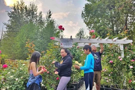 Vợ chồng Việt ở Mỹ biến đất hoang thành vườn hồng mơ ước