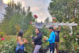 Vợ chồng Việt ở Mỹ biến đất hoang thành vườn hồng mơ ước