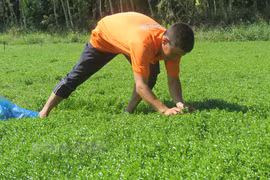 Nông dân Bến Tre trồng rau đắng thu nhập hơn 20 triệu đồng/tháng