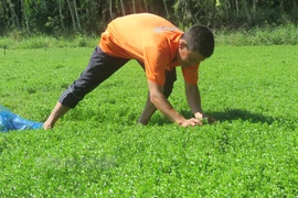 Nông dân Bến Tre trồng rau đắng thu nhập hơn 20 triệu đồng/tháng