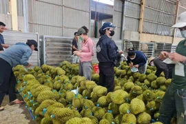 Thu nhập khủng nhờ “gõ đầu” sầu riêng 