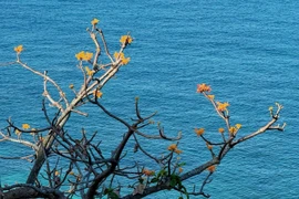 Bình yên Cù Lao Chàm, cảnh đẹp nên thơ