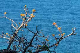 Bình yên Cù Lao Chàm, cảnh đẹp nên thơ
